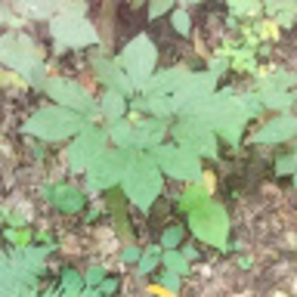 iflywestvirgini